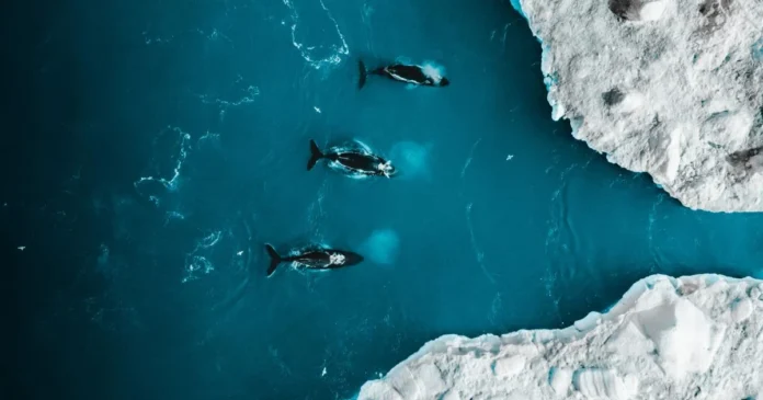 Greenland whale watching