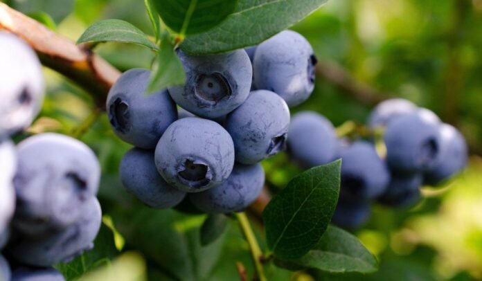 Blueberries