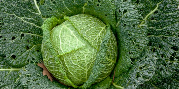 Cabbage Cabbage